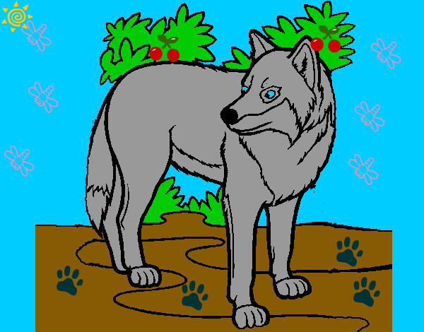 Desenho Lobo pintado por dantas