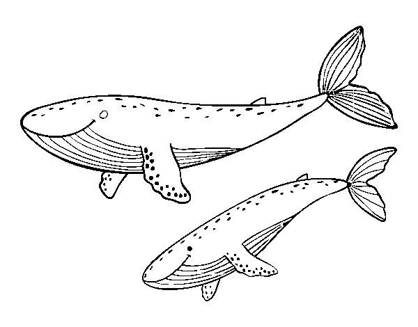 Desenho de Baleias para Colorir