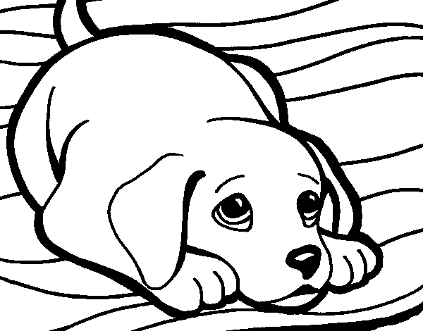 Desenho de Cãozito no tapete para Colorir