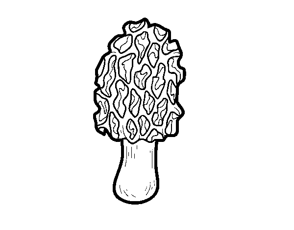 Desenho de Cogumelo morchella para Colorir