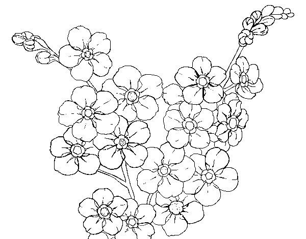 Desenho de Flor de cerejeira para Colorir