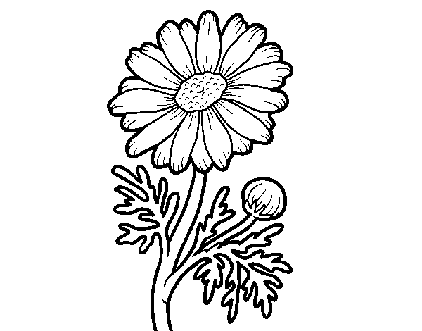Desenho de Margarida selvagem para Colorir