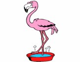 Flamingo com os pés de molho