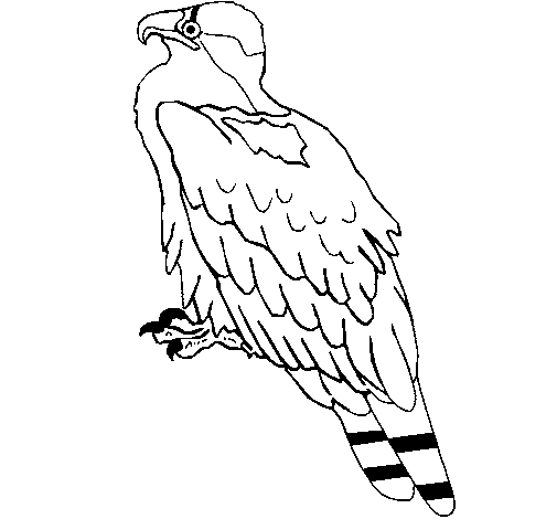 Desenho de Águia para Colorir