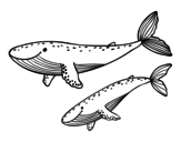 Desenho de Baleias para colorear