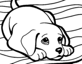 Desenho de Cãozito no tapete para colorear