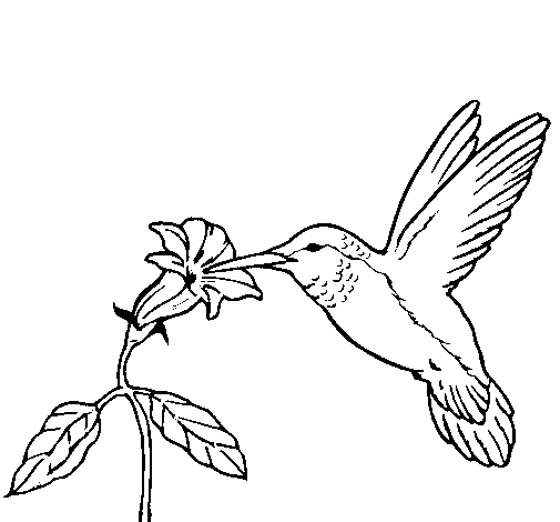 Desenho de Colibri e uma flor para Colorir