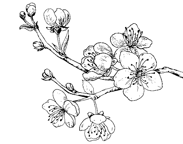 Desenho de Filial da cereja para Colorir