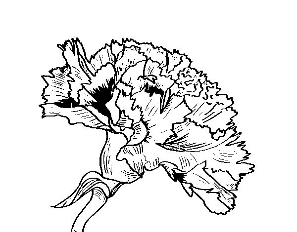 Desenho de Flor de cravo para Colorir